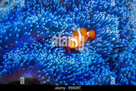 Eine schöne und freundliche clown Fisch in einem markanten blau-lila Anemone, in die Kamera schaut. Stockfoto