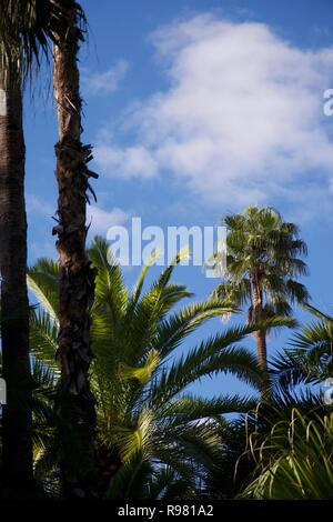 Marokkanische Palmen und Pflanzen, die gegen ein helles Blau sommerlich Sky Stockfoto