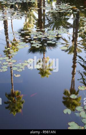 Ein perfekt noch Teich, in Seerosen bedeckt und voll von Goldfisch, spiegelt den hohen Palmen an einem hellen Tag Stockfoto