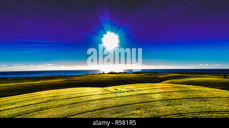 Rapspflanzen Timaru Neuseeland Stockfoto