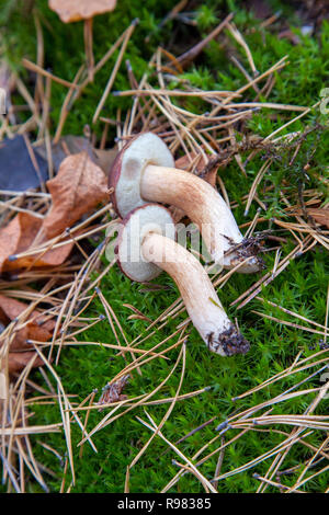 Essbare Wild Mushroom mit Kastanien Farbe Kappe in einem Herbst Pinienwald. Bucht bolete bekannt als imleria Badia oder Boletus badius Pilz in Nadelholz für Stockfoto