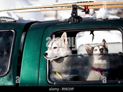Zwei Schlittenhunde mit Blick auf ein Auto Fenster Stockfoto