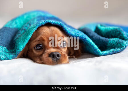 Süßer Hund sleepeing unter der warmen Decke Stockfoto