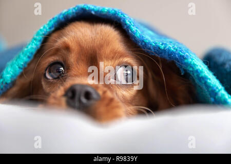 Süßer Hund sleepeing unter der warmen Decke Stockfoto