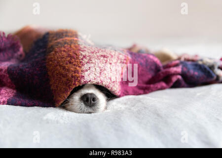 Süßer Hund sleepeing unter der warmen Decke Stockfoto