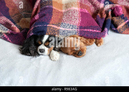 Zwei Hunde sleepeing zusammen unter der warmen Decke Stockfoto