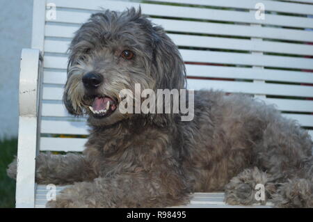 Dicen que el perro es el mejor Amigo del Hombre Stockfoto