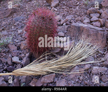 Red barrel Kaktus und Palme Wedel in der Palm Canyon. Stockfoto