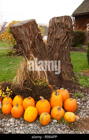 Herbst Kürbisse von das Haus Stockfoto