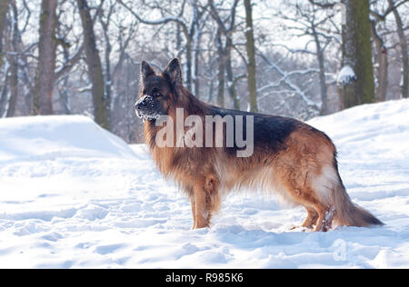 Hund, Deutscher Schäferhund, Wolf auf einem Spaziergang im winterlichen Wald an einem schönen sonnigen Tag. Flauschigen weißen Schnee bedeckt den Boden und die Bäume. Stockfoto