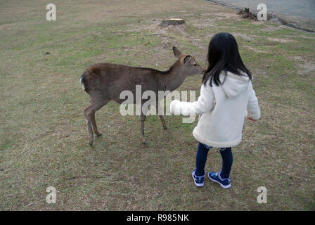 Nara Park, Nara, Japan. Stockfoto