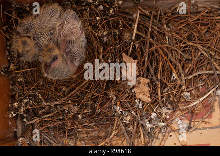 Wilde Küken im Nest eine taube vögel Stockfoto