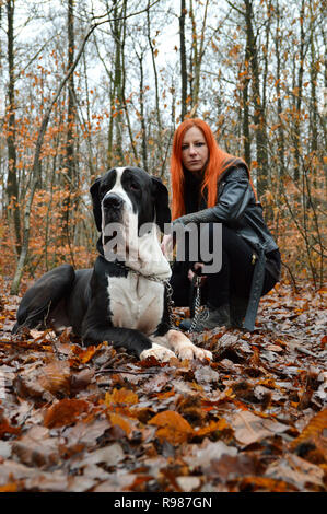 Ein großer Hund Dogge und eine rothaarige Frau, die im Wald im Herbst Stockfoto