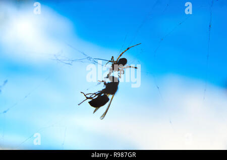 Silhouetten von Spider kämpfen die Wasp Stockfoto