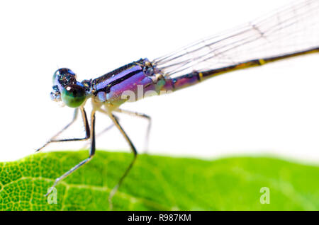 Libelle sitzt auf einem Blatt closeup Stockfoto