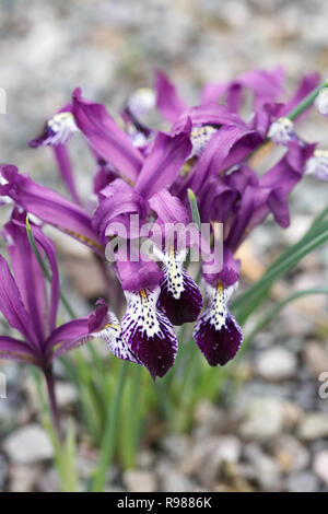 Iris Reticulata "Spot On" Blumen. Stockfoto