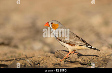 Zebra Finch, Taeniopygia guttata, stehend auf einem braunen Erde Hintergrund mit Kopie Raum im Westen von Queensland. Stockfoto