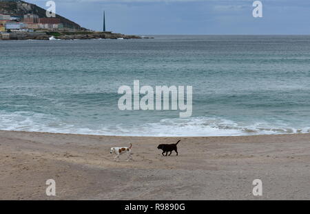 Zwei Hunde am Strand Riazor, Pit Bull, Rottweiler. La Coruna, Spanien. Stockfoto