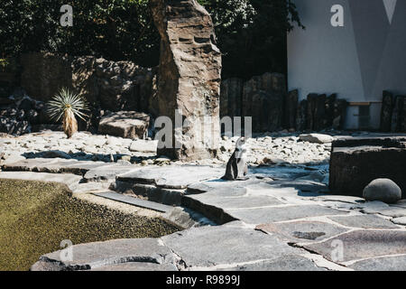 Prag, Tschechische Republik - 27. August 2018: Pinguine in der Prager Zoo, der Tschechischen Republik, das fünfte beste Zoo der Welt. Stockfoto