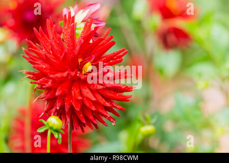 Nahaufnahme einer roten Semi Cactus Dahlie (Doris Day) Blüte im Spätsommer Stockfoto