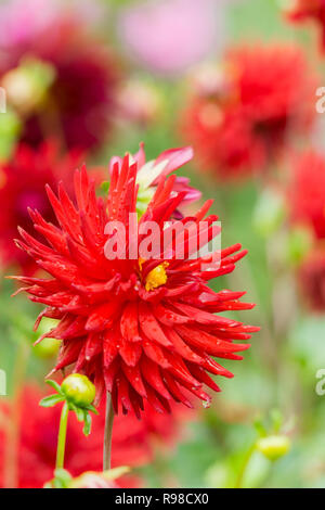 Nahaufnahme einer roten Semi Cactus Dahlie (Doris Day) Blüte im Spätsommer Stockfoto