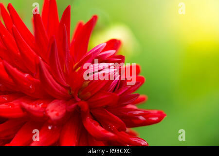 Nahaufnahme einer roten Semi Cactus Dahlie (Doris Day) Blüte im Spätsommer Stockfoto