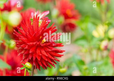 Nahaufnahme einer roten Semi Cactus Dahlie (Doris Day) Blüte im Spätsommer Stockfoto