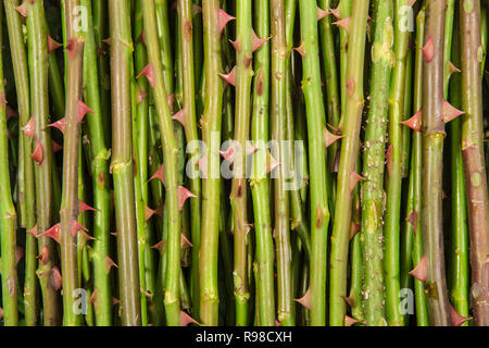 Stamm der Rosenbusch mit Dornen Hintergrund. Stockfoto