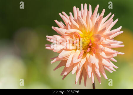 Nahaufnahme einer rosa Semi Cactus Dahlie Blüte im Spätsommer Stockfoto