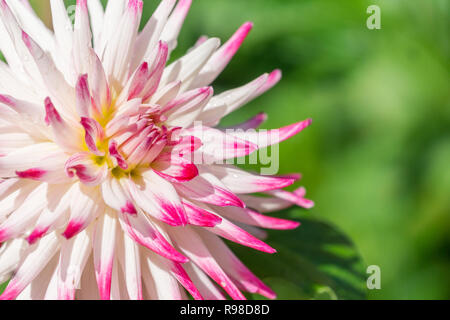Nahaufnahme einer rosa Semi Cactus Dahlie (frigoulet) Blüte im Spätsommer Stockfoto