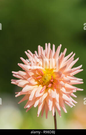 Nahaufnahme einer rosa Semi Cactus Dahlie Blüte im Spätsommer Stockfoto
