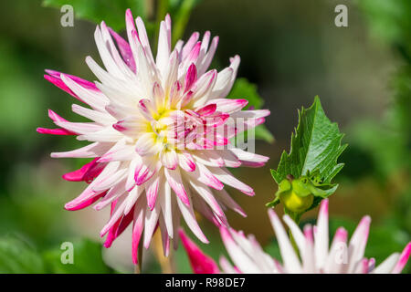 Nahaufnahme einer rosa Semi Cactus Dahlie (frigoulet) Blüte im Spätsommer Stockfoto