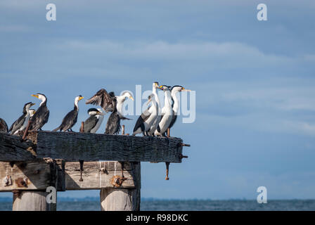 Eine Gruppe der Kormorane auf einem verlassenen Pier, eine Landung in Port Phillip Bay, Victoria Australien Stockfoto