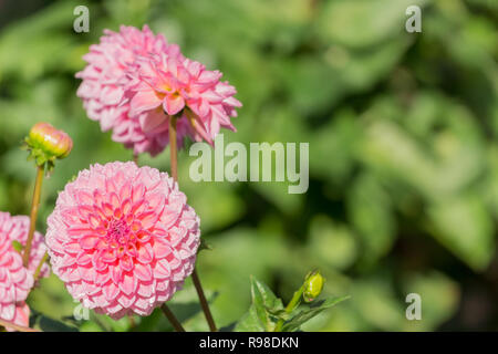 Nahaufnahme einer rosa Pompon Dahlien (Asteraceae) Blüte an einem sonnigen Tag. Stockfoto