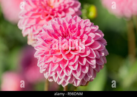 Nahaufnahme einer rosa Pompon Dahlien (Asteraceae) Blüte an einem sonnigen Tag. Stockfoto