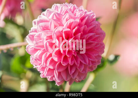 Nahaufnahme einer rosa Pompon Dahlien (Asteraceae) Blüte an einem sonnigen Tag. Stockfoto