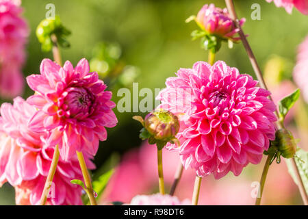 Nahaufnahme einer rosa Pompon Dahlien (Asteraceae) Blüte an einem sonnigen Tag. Stockfoto