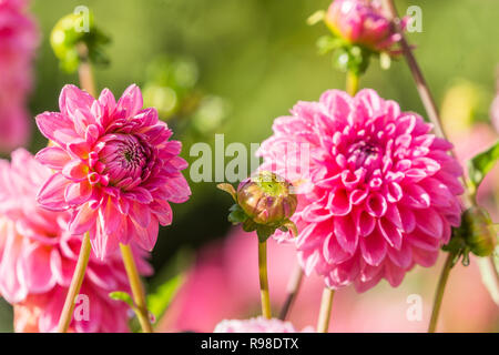 Nahaufnahme einer rosa Pompon Dahlien (Asteraceae) Blüte an einem sonnigen Tag. Stockfoto