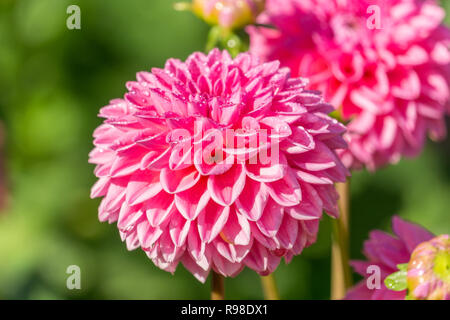 Nahaufnahme einer rosa Pompon Dahlien (Asteraceae) Blüte an einem sonnigen Tag. Stockfoto