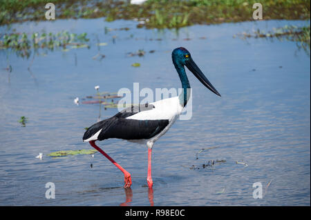 Schwarz necked Stork, Northern Territory Australien Stockfoto