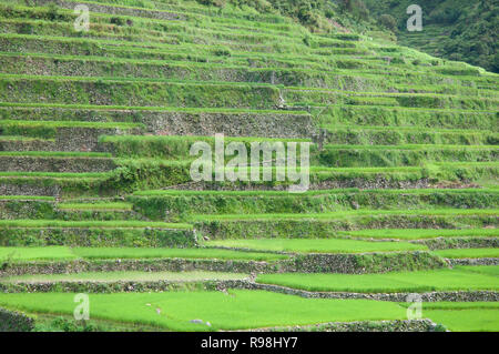 Bontoc Reisterrassen, Bergregion, Luzon, Philippinen, Asien, Südostasien Stockfoto