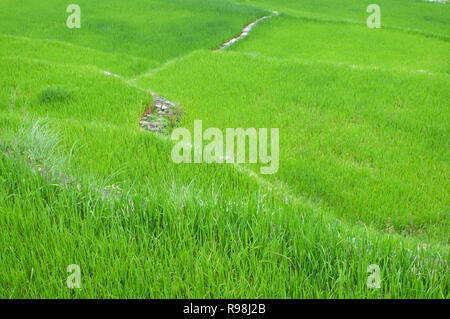 Bontoc Reisterrassen, Bergregion, Luzon, Philippinen, Asien, Südostasien Stockfoto