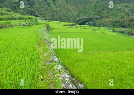 Bontoc Reisterrassen, Bergregion, Luzon, Philippinen, Asien, Südostasien Stockfoto