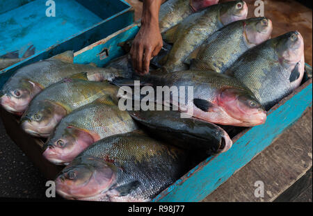 In der Nähe von Fisherman Händen aufräumen Brasilianischen tambaqui Fisch (Colossoma macropomum) in Blau Holzbox für Verkauf an Street Market in Manaus, Amazonas, B Stockfoto