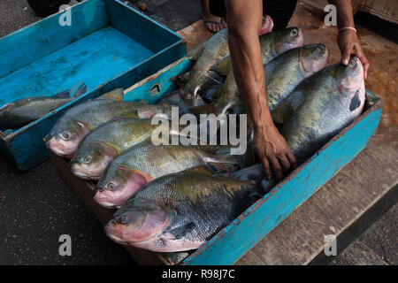 In der Nähe von Fisherman Händen aufräumen Brasilianischen tambaqui Fisch (Colossoma macropomum) in Blau Holzbox für Verkauf an Street Market in Manaus, Amazonas, B Stockfoto