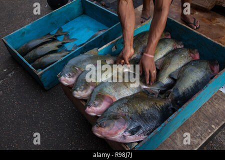 In der Nähe von Fisherman Händen aufräumen Brasilianischen tambaqui Fisch (Colossoma macropomum) in Blau Holzbox für Verkauf an Street Market in Manaus, Amazonas, B Stockfoto