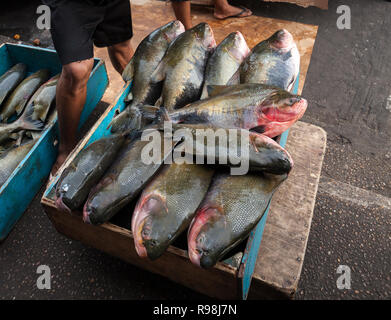 In der Nähe der Brasilianischen tambaqui Fisch (Colossoma macropomum) in Blau Holzbox für Verkauf an Street Market in Manaus, Amazonas, Brasilien. Stockfoto