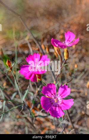 Rosa Nelke Dianthus campestris auf unscharfen Hintergrund close-up Stockfoto