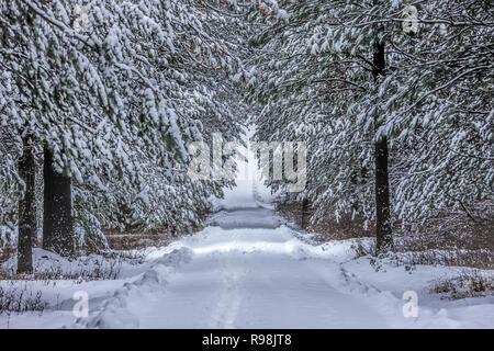 Ein schneebedeckter Fahrbahn durch einen Tunnel von Bäumen in der Nähe von Rathdrum, Idaho. Stockfoto