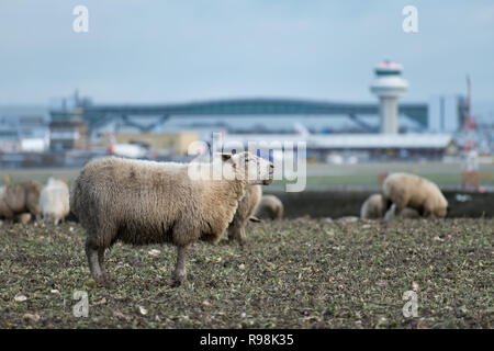 Ein Schaf blökt während der Beweidung auf Flächen, bei denen eine neue zweite Start- und Landebahn vorgeschlagen ist in London Gatwick Flughafen gebaut werden, in der Nähe von Crawley, West Sussex, UK. Stockfoto